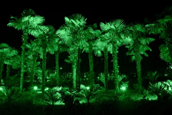 在晚上与绿色灯照亮的棕榈树 — 图库照片