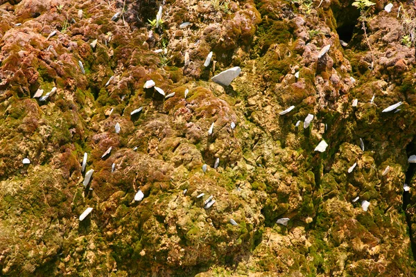 Rock covered with moss — Stock Photo, Image