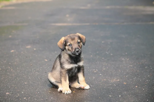 stock image Puppy on street