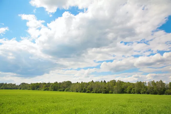 stock image Summer view