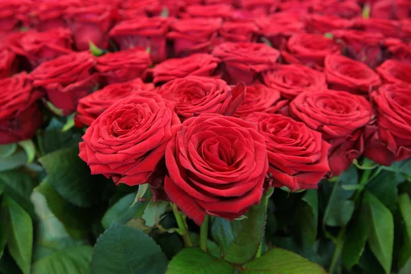 Bando de rosas vermelhas — Fotografia de Stock