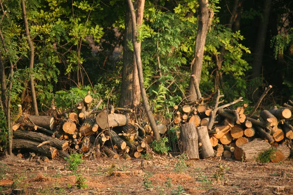 Drewno posiekane pod drzewami — Zdjęcie stockowe