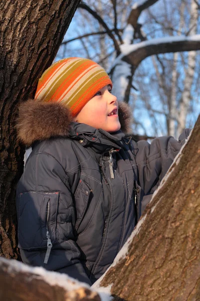 Junge auf Baum in Holz — Stockfoto