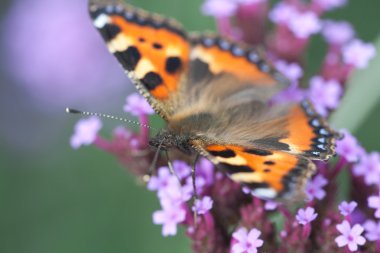 Insect on flower clipart