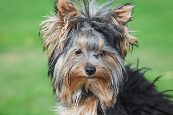 Portrait yorkshire terrier — Stock Photo, Image