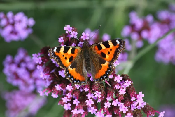 Insect on flower