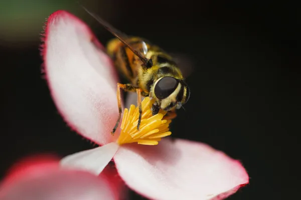 Insekt på blomma — Stockfoto