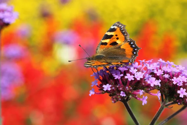 stock image Insect on flower