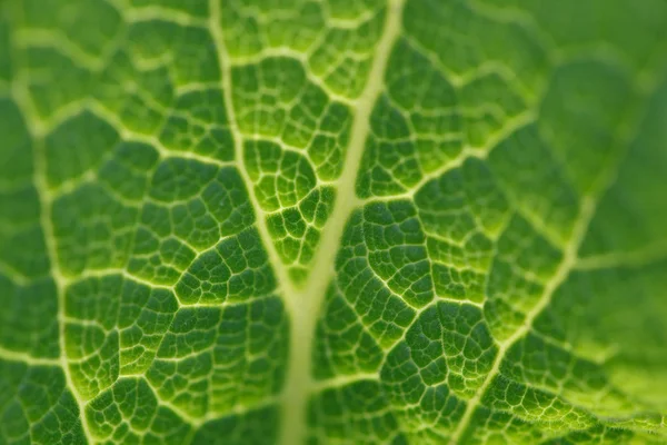 stock image Plants