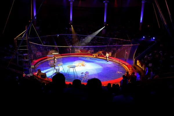 MOSCOW - JUNHO 5 - desempenho com tigres selvagens na arena azul em — Fotografia de Stock