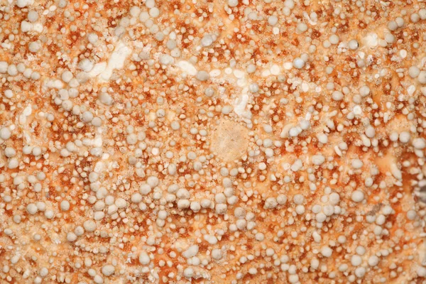 Текстура коралу крупним планом — стокове фото
