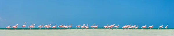 Różowe flamingi panorama — Zdjęcie stockowe