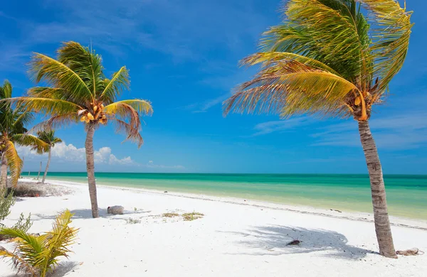 Kokospalmen op strand — Stockfoto