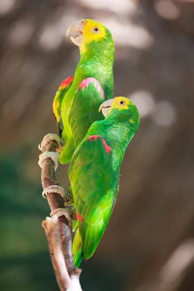 Dois papagaios amazônicos — Fotografia de Stock
