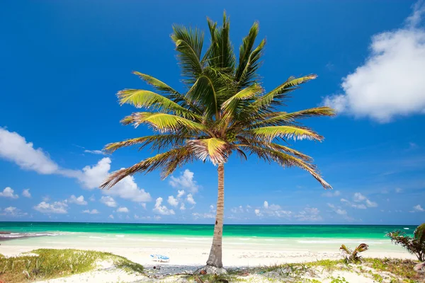 Кокосовая пальма на пляже — стоковое фото