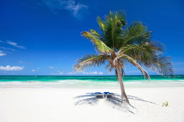 Palmera de coco en la playa —  Fotos de Stock