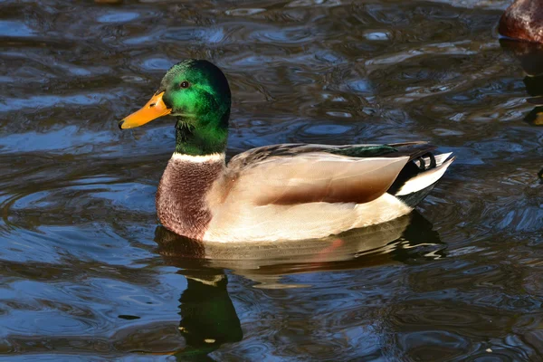 stock image Beautiful duck