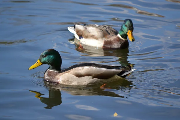 Um par de belos patos — Fotografia de Stock