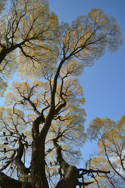 Bela árvore velha alta — Fotografia de Stock