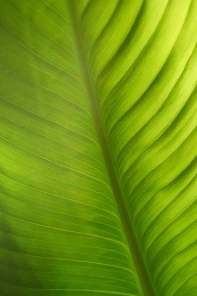 Close-up de folha verde — Fotografia de Stock