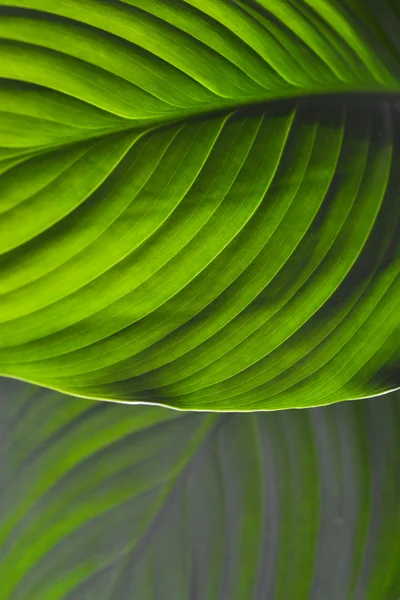 stock image Close-up of green Leaf