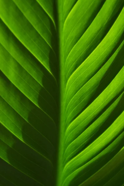 Крупним планом зелений лист — стокове фото
