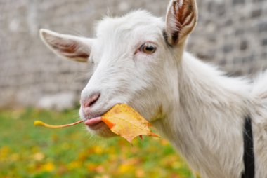 Goat eat a leaf clipart