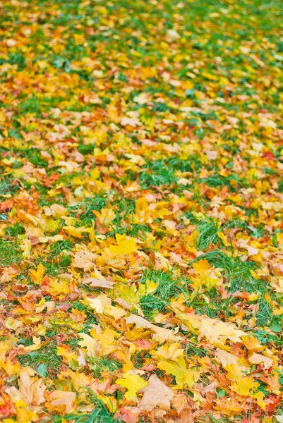 stock image Beautiful autumn background