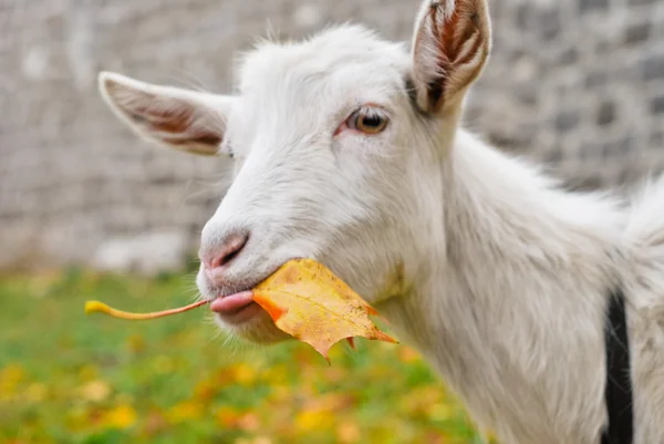 山羊吃一片叶子 — 图库照片