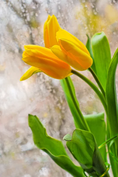 Žluté tulipány v okně — Stock fotografie