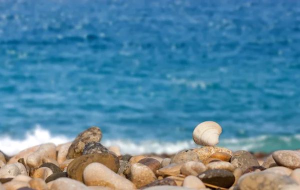 Seashell makro Visa med vågor bakgrund — Stockfoto