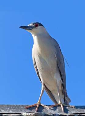 Yetişkin siyah taç gece balıkçılı, nycticorax nycticorax