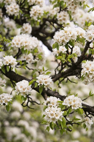 Pear bloom — Stock Photo, Image