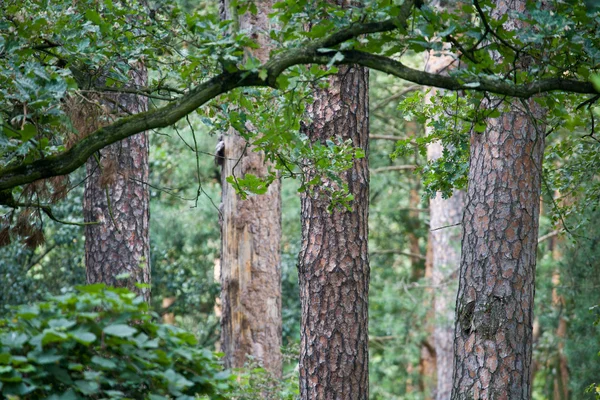 Зелений дуб — стокове фото