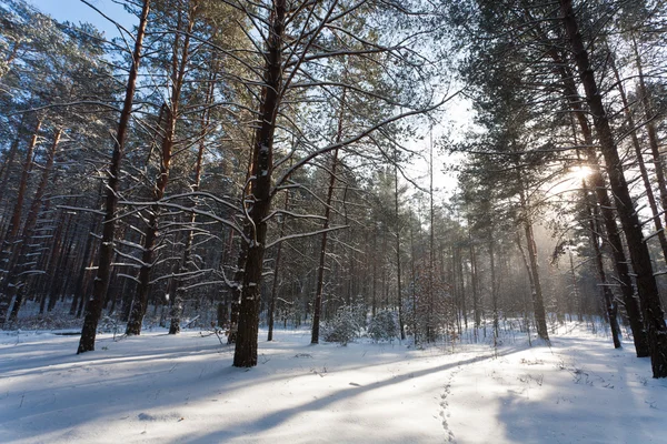 Зимний лес — стоковое фото