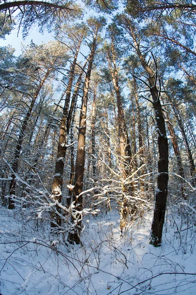 Téli erdő — Stock Fotó