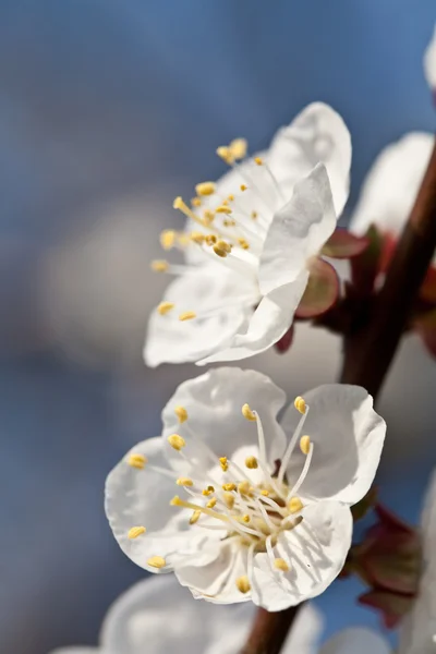Βερίκοκο blooom — Φωτογραφία Αρχείου
