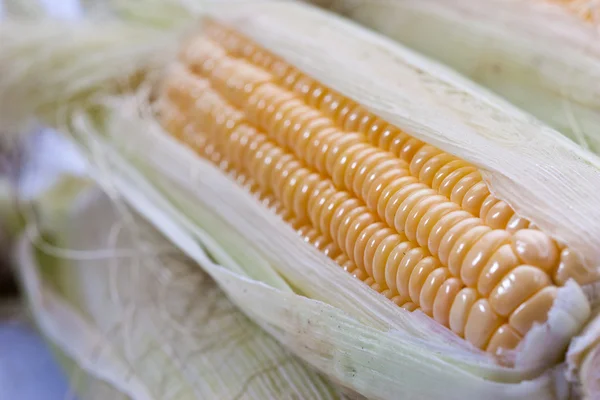 Zlatá kukuřice — Stock fotografie