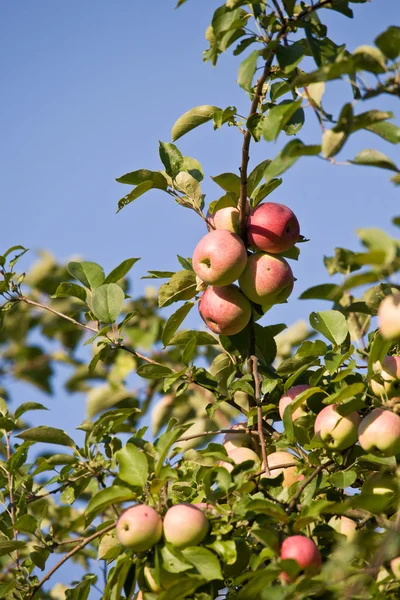 在树枝上的苹果 — 图库照片