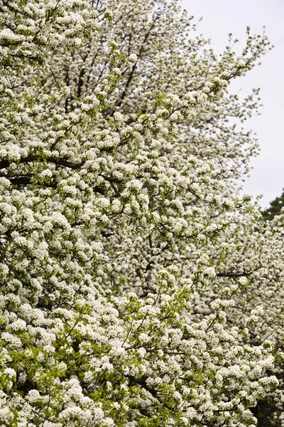 Pear bloom — Stock Photo, Image