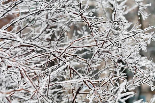 冷凍の小枝 — ストック写真