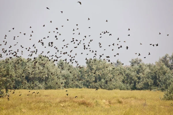 Flock av fåglar — Stockfoto