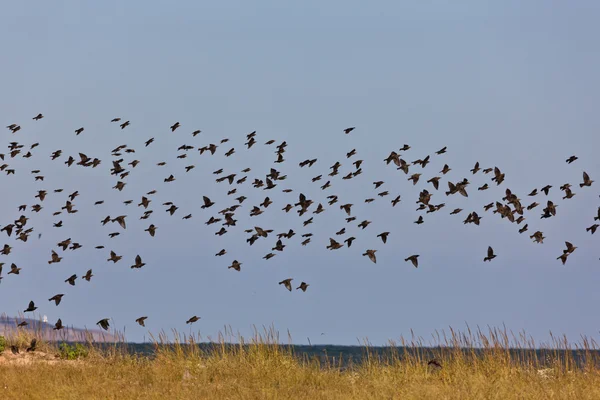 Flock av fåglar — Stockfoto