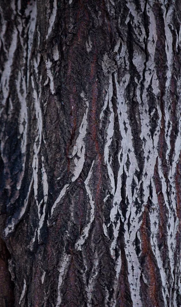 Texture de vieux bois — Photo
