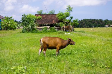 Cow in a meadow on a farm