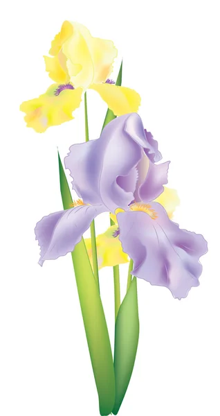 Ilustración de flores de iris — Archivo Imágenes Vectoriales