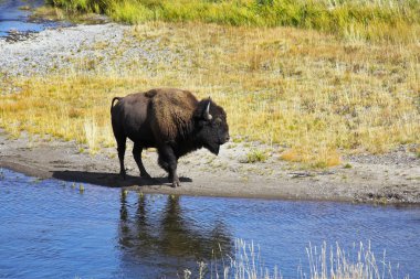 Yellowstone Milli Parkı içinde USA