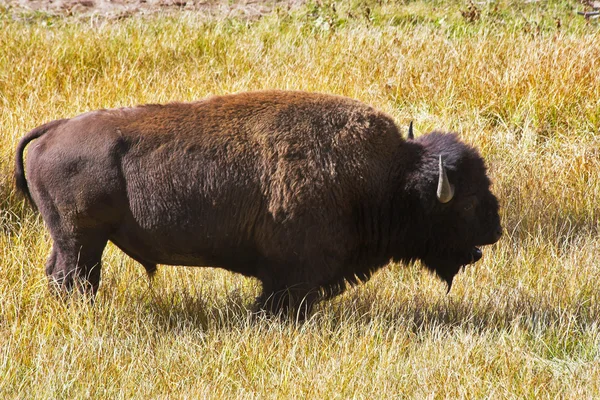 Obrovské bison muž — Stock fotografie