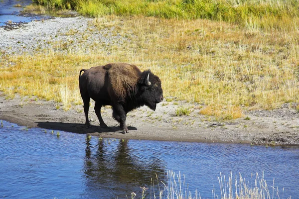 Nel parco nazionale di Yellowstone negli Stati Uniti — Foto Stock