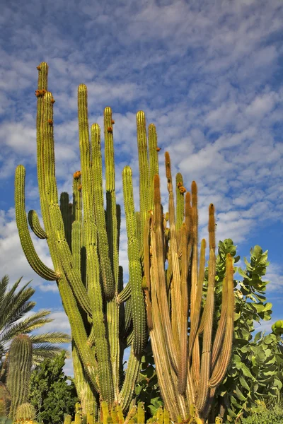 Kaktusar och buskar. — Stockfoto